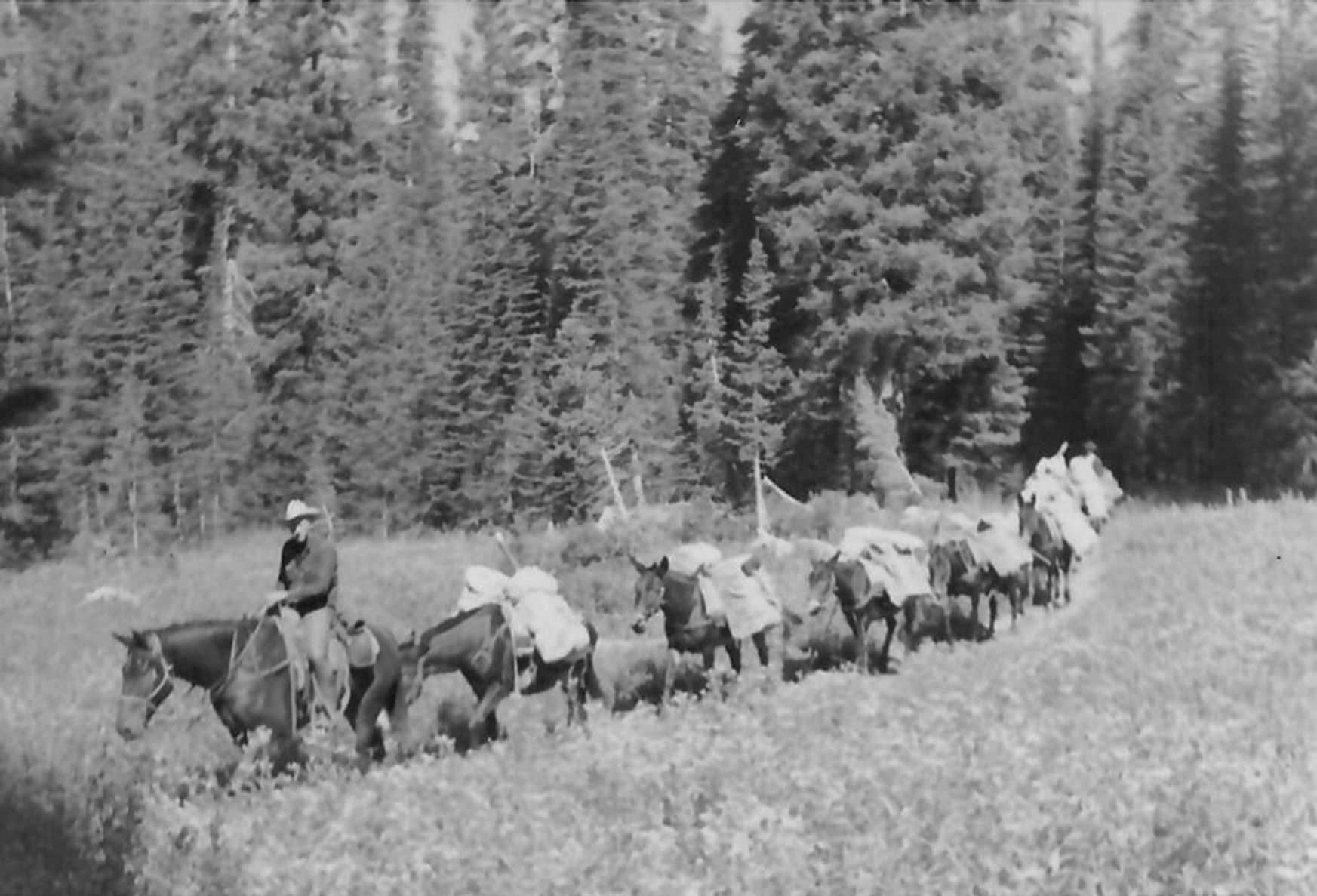 Mills' pack string at Big Salmon Creek in 1966